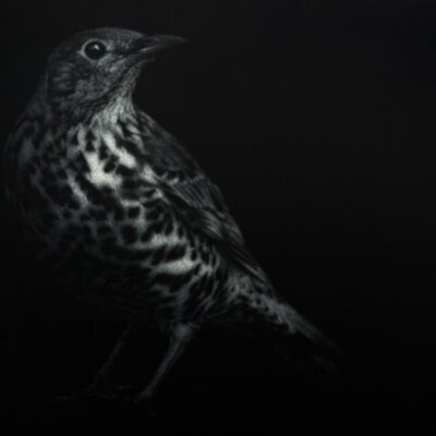 Landscapes & Birds